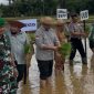 Aksi Danyon 931 Ksatria Joko Tole Tanam Padi di Batang-Batang Sumenep Jadi Sorotan