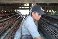 Ikhtiar Selamatkan Penyertaan Modal Desa, Bumdes Aengtongtong Ganti Usaha Ternak Kambing ke Ayam Petelur