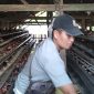 Ikhtiar Selamatkan Penyertaan Modal Desa, Bumdes Aengtongtong Ganti Usaha Ternak Kambing ke Ayam Petelur