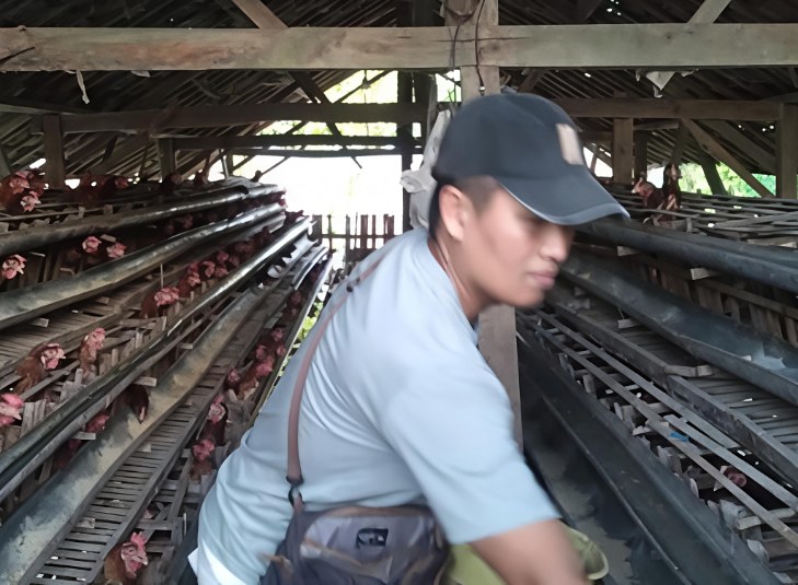Ikhtiar Selamatkan Penyertaan Modal Desa, Bumdes Aengtongtong Ganti Usaha Ternak Kambing ke Ayam Petelur