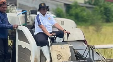 Karutan Sumenep Aditya Saat Memanen Padi 