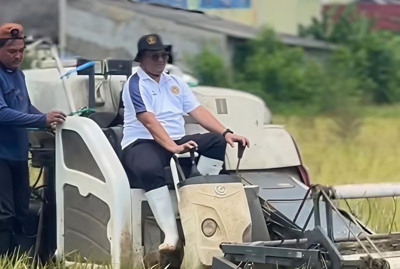 Karutan Sumenep Aditya Saat Memanen Padi 