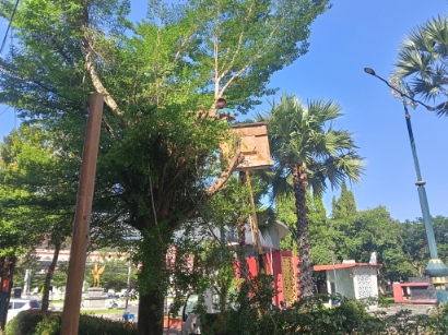 Suasana  Pemangkasan Ranting Pohon di Pintu Masuk Kantor Pemkab Sumenep, Rabu (06/05/2026)