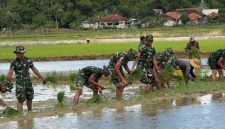 Prajurit Yonif TP Kompi Pertanian Turun ke Sawah, Ringankan Beban Petani di Desa Gunggung Sumenep