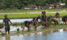 Prajurit Yonif TP  931/ Ksatria Jokotole Kompi Pertanian Turun ke Sawah, Ringankan Beban Petani di Desa Gunggung Sumenep