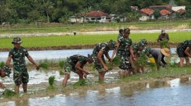 Prajurit Yonif TP Kompi Pertanian Turun ke Sawah, Ringankan Beban Petani di Desa Gunggung Sumenep