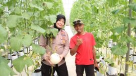 Kabag SDM Polres Sumenep, Kompol Widiarti S.H., Meninjau inovasi pertanian berbasis teknologi atau smart farming di Desa Kasengan, Jum'at (29/05/2026)
