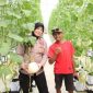 Kabag SDM Polres Sumenep, Kompol Widiarti S.H., Meninjau inovasi pertanian berbasis teknologi atau smart farming di Desa Kasengan, Jum'at (29/05/2026)
