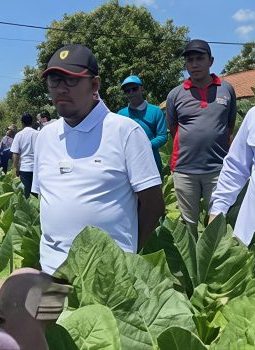 Bupati Fauzi Pastikan Harga Tembakau 2026 Lebih Berkeadilan, Petani Sumenep Kian Terlindungi